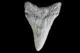 Juvenile Megalodon Tooth - Georgia #83688-1